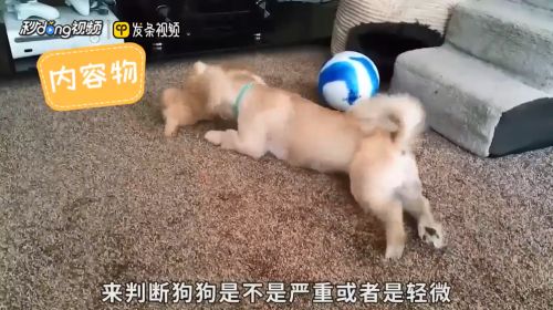 龍魚飼養(yǎng)注意事項有哪些：龍魚飼養(yǎng)全攻略，從新手到高手的必知注意事項