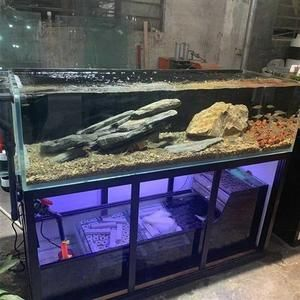 40的魚缸能養(yǎng)蘭壽嗎：40升水的魚缸適合養(yǎng)幾條蘭壽 40的魚缸能養(yǎng)蘭壽嗎：40升水的魚缸適合養(yǎng)幾條蘭壽 魚缸百科 第2張