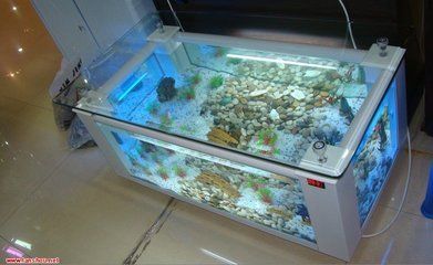 40的魚缸能養(yǎng)蘭壽嗎：40升水的魚缸適合養(yǎng)幾條蘭壽 40的魚缸能養(yǎng)蘭壽嗎：40升水的魚缸適合養(yǎng)幾條蘭壽 魚缸百科 第4張