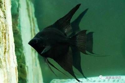 黑神仙魚（神仙魚的起源與進化）