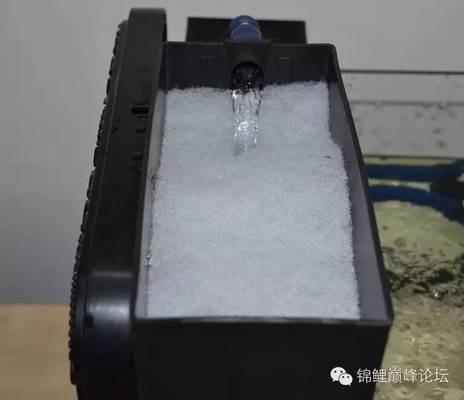 龍魚飼養條件和方法視頻：探秘龍魚世界，精準把控飼養條件與方法，開啟水族傳奇之旅