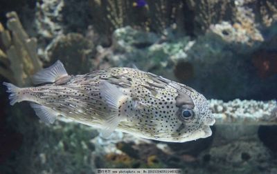 水族館里100種動物名稱（水族館100種不同種類的動物名稱及其特征）
