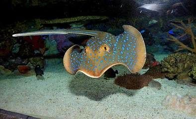 繁殖魟魚能賺錢嗎：繁殖高品質的魟魚能賺錢嗎 繁殖魟魚能賺錢嗎：繁殖高品質的魟魚能賺錢嗎 魟魚百科 第2張