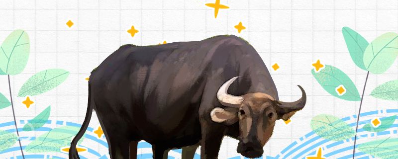 水牛是家禽還是獸類生活在哪里