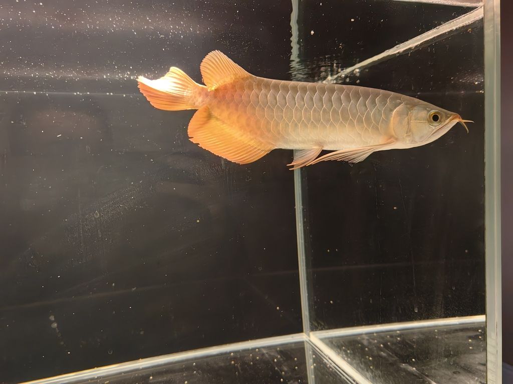 龍魚 終于可以開燈喂食了 龍魚論壇 終于可以開燈喂食了 終于可以開燈喂食了 龍魚論壇