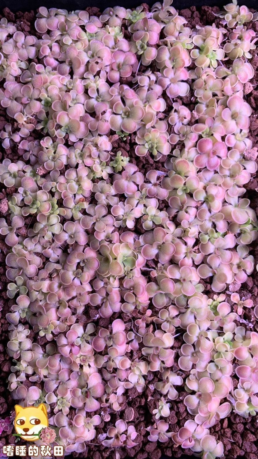 種豆南山下，堇盛豆苗稀
