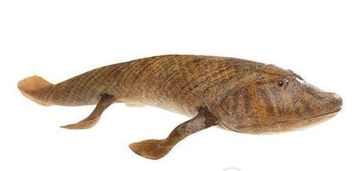 龍魚吃的蝦是淡水還是海水呢vs祥龍魚場：龍魚可以食用淡水蝦和海蝦