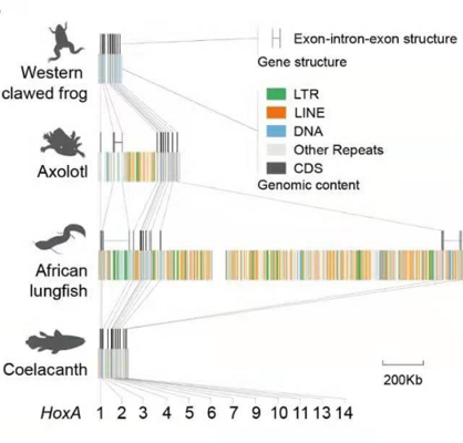 龍魚飼養(yǎng)方法圖解大全：龍魚飼養(yǎng)方法圖解，打造水中貴族的家園