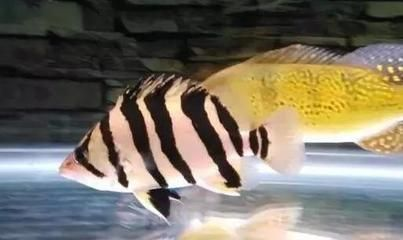 龍魚飼養(yǎng)方法及注意事項視頻講解大全：龍魚飼養(yǎng)方法及注意事項視頻講解，開啟龍魚健康養(yǎng)護之旅