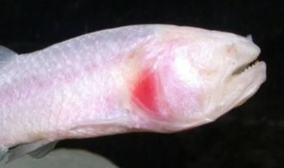 龍魚飼養方法大全視頻：龍魚飼養方法大全，開啟水族王者的呵護之旅