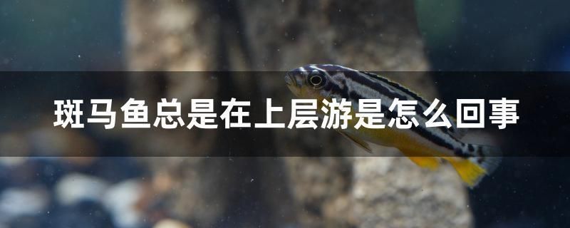 斑馬魚總是在上層游是怎么回事