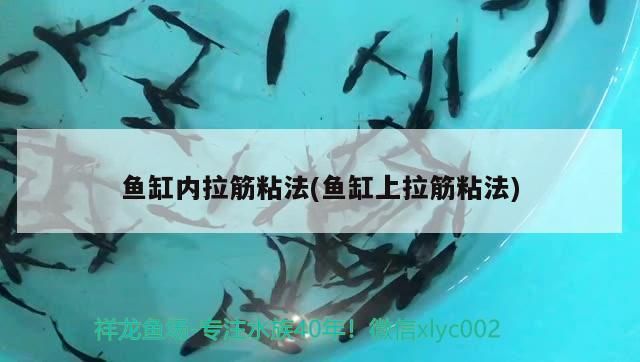 魚缸內拉筋粘法(魚缸上拉筋粘法)
