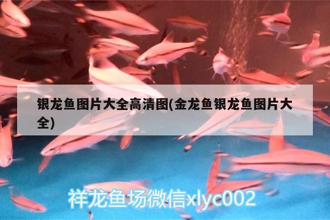 銀龍魚圖片大全高清圖(金龍魚銀龍魚圖片大全)