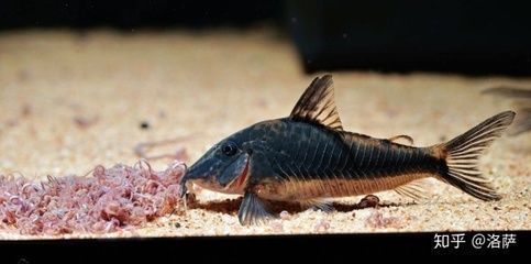 龍魚死亡表現(xiàn)圖片：龍魚死亡表現(xiàn)，水下世界的無聲哀歌
