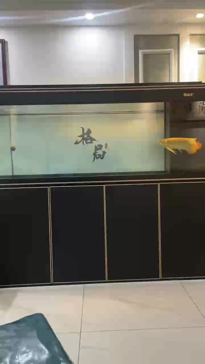 馬印吉印哪個(gè)好：馬印和吉印魚缸燈哪個(gè)好馬印吉印魚缸燈評(píng)價(jià)