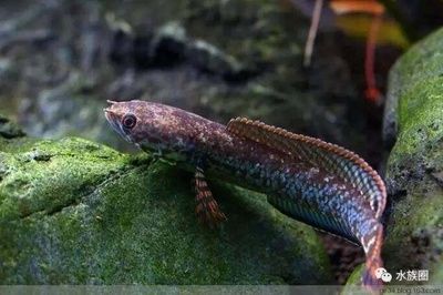 龍魚(yú)死亡原因：龍魚(yú)之殤，探尋死亡背后的奧秘與沉思