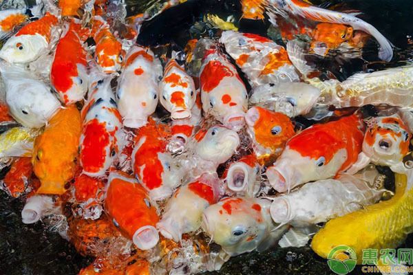 龍魚(yú)死的前兆是什么：龍魚(yú)之殤，探尋龍魚(yú)死亡前的隱秘信號(hào)