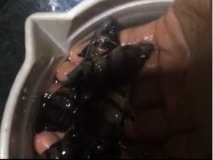 印尼虎魚吃海蝦嗎：印尼虎魚可以吃海蝦嗎