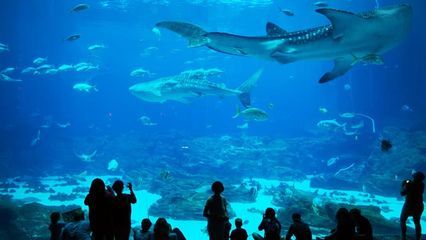 水族館在哪里(上海海底世界門(mén)票價(jià)格) 水族館百科(水族館加盟) 第4張 水族館在哪里(上海海底世界門(mén)票價(jià)格) 水族館在哪里(上海海底世界門(mén)票價(jià)格) 水族館百科(水族館加盟) 第4張