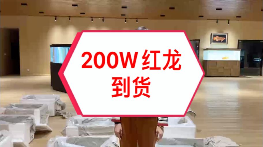 200萬紅龍年貨到?。。?魚友們，這批貨是萬隆天王專門為新年準備的，這是我們印尼大湖新漁場投建后培養出的第一批魚，也是中國展廳本年度到的最后一批貨，更是今年最靚的一批！這也意味著從本批魚開始，未來的日子里萬隆天王紅龍的品質將比以往更高???????????? 這也預示著2025萬隆天王即將開啟一個超越自我、質量飛躍的紅龍時代！ 接下來的帖子一條條為大家更新這批新魚，讓魚友、魚商朋友們了解一下2025全新的萬隆天王！ #萬隆天王紅龍 #大湖魚 #龍魚