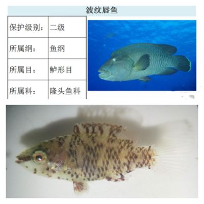 龍魚水溫高了是不是不吃飼料了呢：龍魚水溫高了是不是不吃飼料了？探秘龍魚攝食與水溫的微妙關系