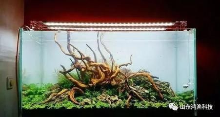龍魚水溫多少最好養(yǎng):龍魚水溫之謎,探尋最佳生存溫度 龍魚百科 第3張 龍魚水溫多少最好養(yǎng):龍魚水溫之謎,探尋最佳生存溫度 龍魚水溫多少最好養(yǎng):龍魚水溫之謎,探尋最佳生存溫度 龍魚百科 第3張