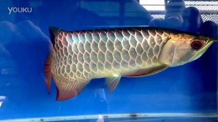龍魚水溫多少合適：龍魚水溫之謎，探尋最適宜的生存溫度