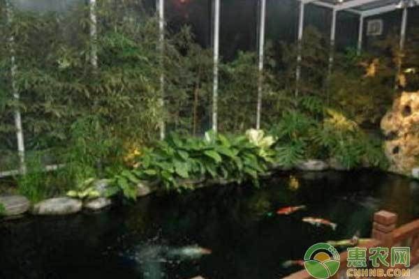 龍魚屬于熱帶魚還是冷水魚呢：探秘龍魚，熱帶魚還是冷水魚？