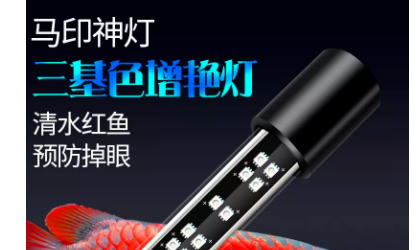 紅龍魚吃食有沒有饑飽