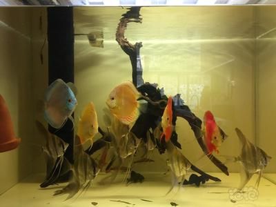 龍魚壽命多少年了啊：探尋龍魚壽命之謎，水中精靈的歲月長河