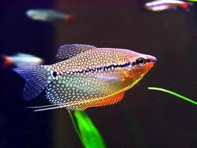 龍魚適應多少度水溫生長快些：探秘龍魚生長與水溫的奇妙關聯