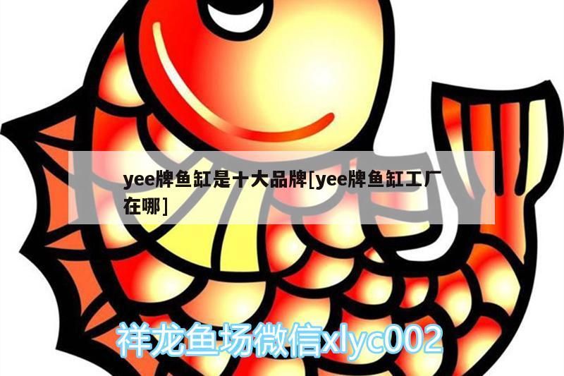 yee牌魚缸是十大品牌[yee牌魚缸工廠在哪]
