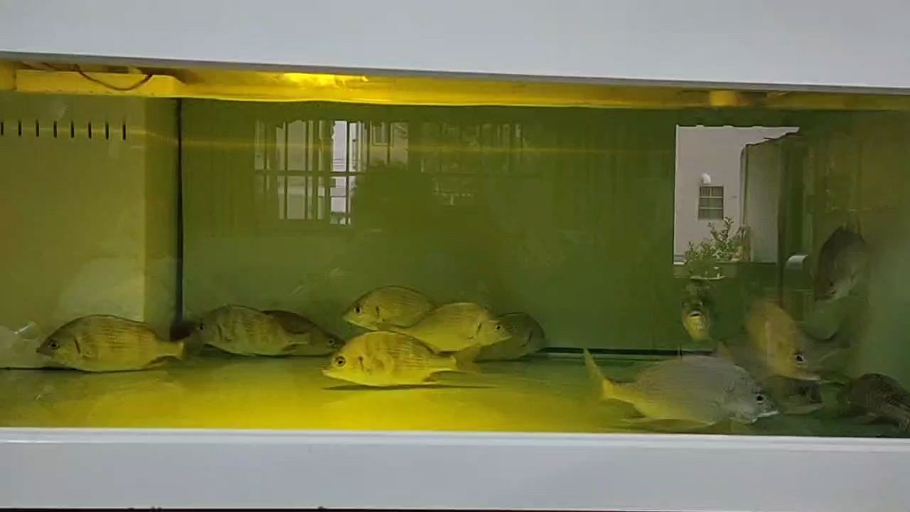 魚缸過濾器選購指南:自制魚缸過濾器魚缸上置過濾器對于養魚愛好者的必備知識 能吃能養能看的龍魚配魚 龍魚論壇 能吃能養能看的龍魚配魚 能吃能養能看的龍魚配魚 龍魚論壇