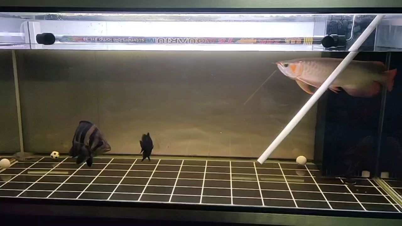 福龍魚的最佳水溫是多少,福龍魚飼養指南 龍魚百科 第2張 福龍魚的最佳水溫是多少,福龍魚飼養指南 福龍魚的最佳水溫是多少,福龍魚飼養指南 龍魚百科 第2張