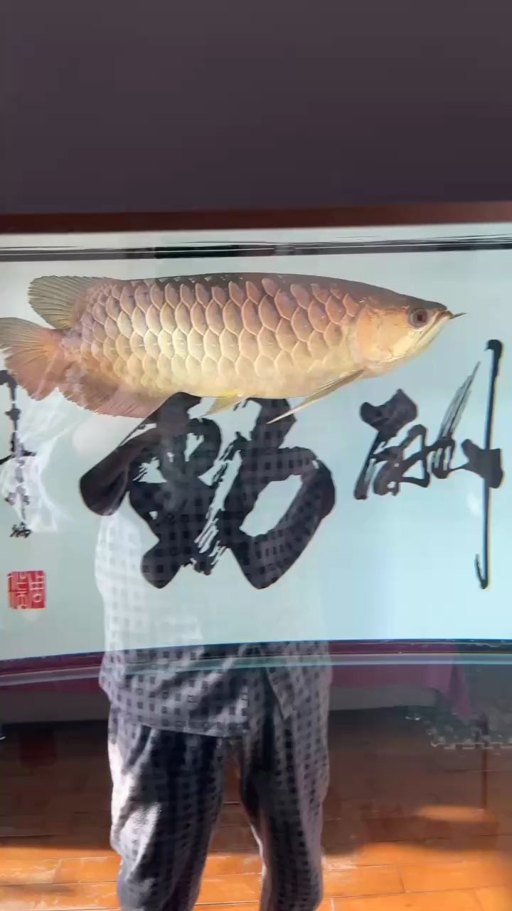 小龍21個月了 它們的爸爸媽媽又要生了 小龍21個月了 它們的爸爸媽媽又要生了 龍魚論壇