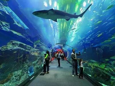 水族館適合開到哪里:水族館的開設地點應考慮多種因素包括目標受眾、地理位置 水族館百科(水族館加盟) 第3張 水族館適合開到哪里:水族館的開設地點應考慮多種因素包括目標受眾、地理位置 水族館適合開到哪里:水族館的開設地點應考慮多種因素包括目標受眾、地理位置 水族館百科(水族館加盟) 第3張