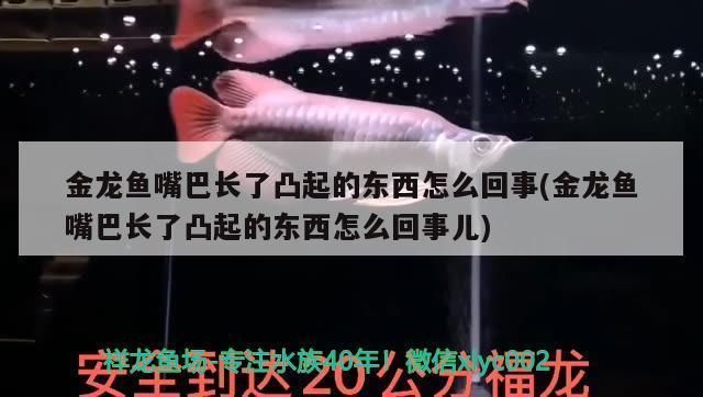 龍魚適合的水溫是多少攝氏度的水呢：探秘龍魚生存密碼，水溫的神秘平衡