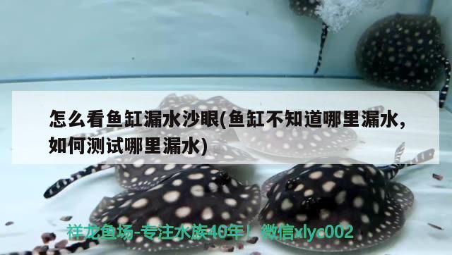 怎么看魚缸漏水沙眼(魚缸不知道哪里漏水,如何測試哪里漏水) 怎么看魚缸漏水沙眼(魚缸不知道哪里漏水,如何測試哪里漏水) 元寶鳳凰魚百科