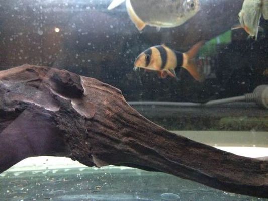 龍魚適合的水溫是多少：龍魚適宜水溫全解析，守護水中貴族的健康秘境