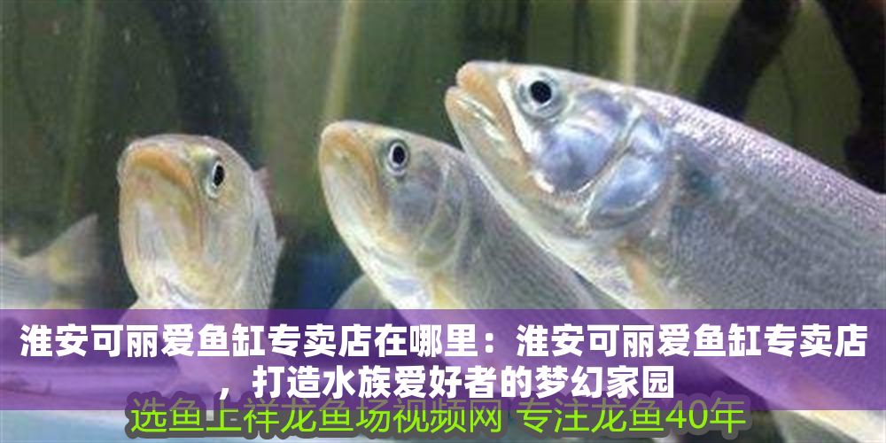 淮安可麗愛魚缸專賣店在哪里：淮安可麗愛魚缸專賣店，打造水族愛好者的夢幻家園
