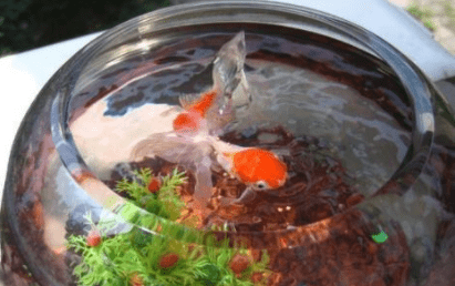蚌埠哪里有賣魚缸的實體店鋪地址（蚌埠哪里有賣水缸的）