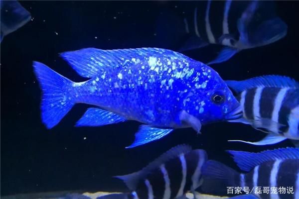 龍魚是咸水魚還是淡水魚圖片大全集：龍魚，咸水與淡水之辨及圖片探秘