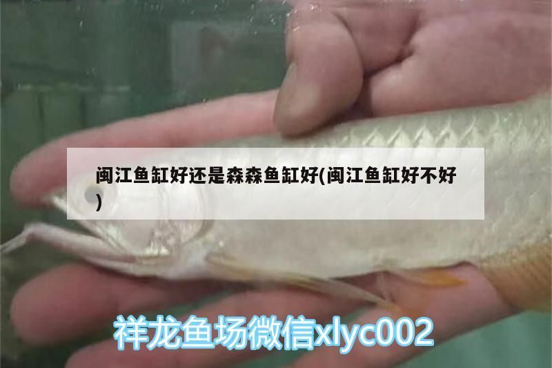 閩江魚(yú)缸好還是森森魚(yú)缸好(閩江魚(yú)缸好不好)