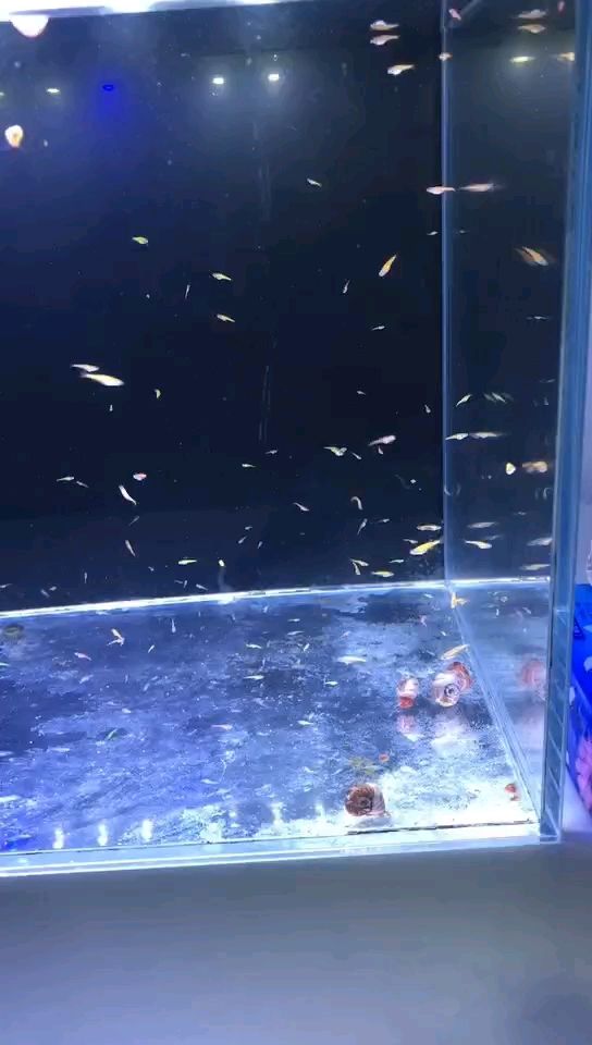 小魚