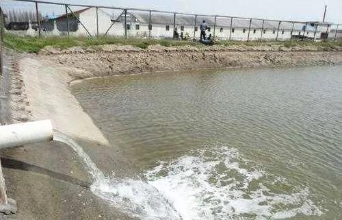 龍魚是什么樣的品種圖片：探秘龍魚，水中貴族的多樣風采