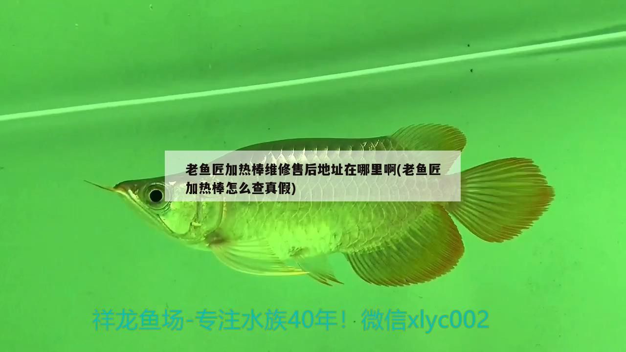 老魚匠加熱棒維修售后地址在哪里啊(老魚匠加熱棒怎么查真假)