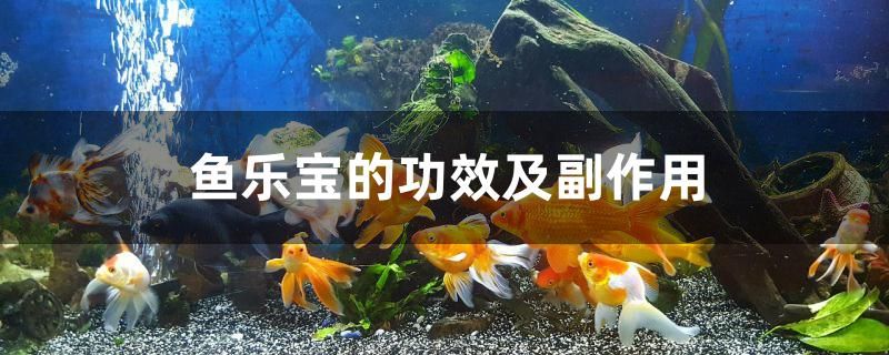 魚樂寶的功效及副作用是什么