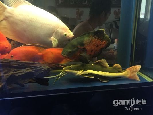 中國最貴紅龍魚7000萬：探秘龍魚，淡水精靈的華麗舞姿