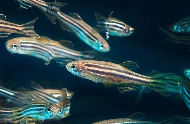 龍魚是淡水魚還是海水魚：探秘龍魚，淡水中的瑰寶之魚