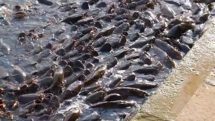 龍魚視頻觀賞圖片大全：龍魚之韻，視頻與圖片中的奇幻世界